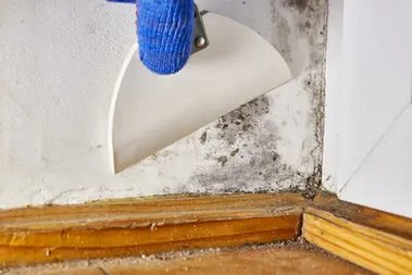 Comprehensive Fircrest mold removal in WA near 98466