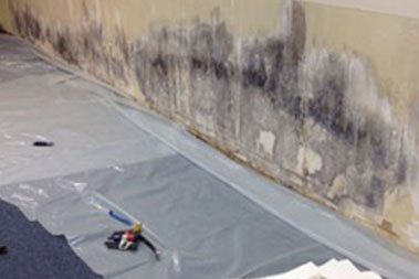 Tumwater black mold removal services in WA near 98501