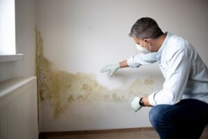 Auburn Mold Removal Company