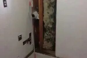 Auburn Mold Restoration Services
