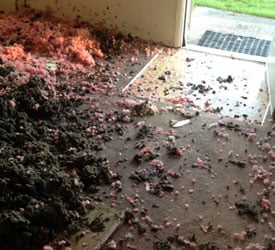Everett Black Mold Removal