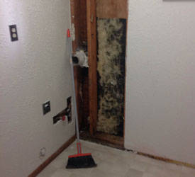 Everett Mold Removal