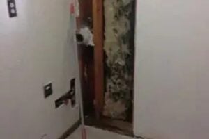 South Hill Mold Removal
