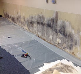 Sumner Mold Remediation
